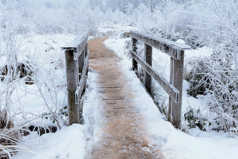 Whimsical Pathways