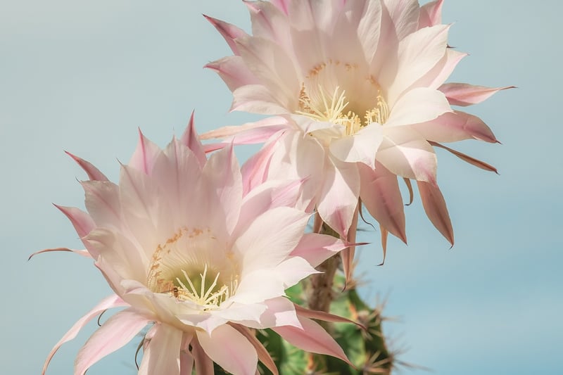 Moon Cactus