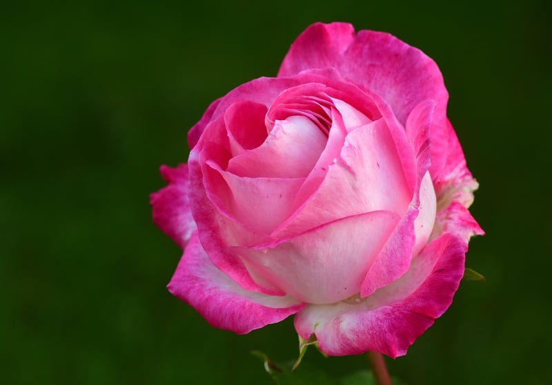 Enchanted Rose