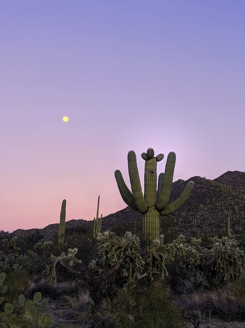 Saguaro cactus in the desert