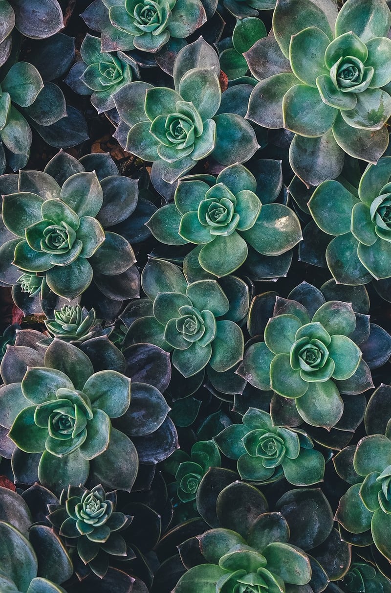 Succulents in a garden